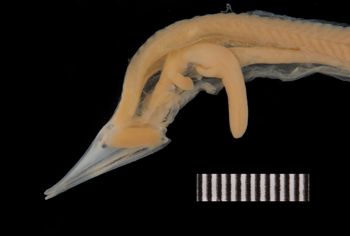 Media type: image;   Ichthyology 165900 Aspect: head,description